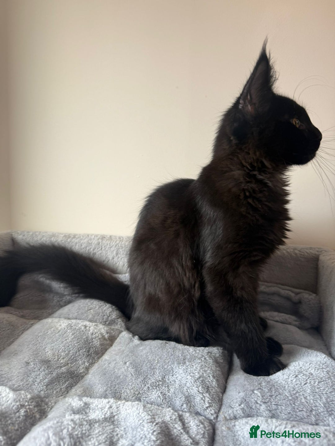 Maine Coon cats for sale: Very good price - Image 9