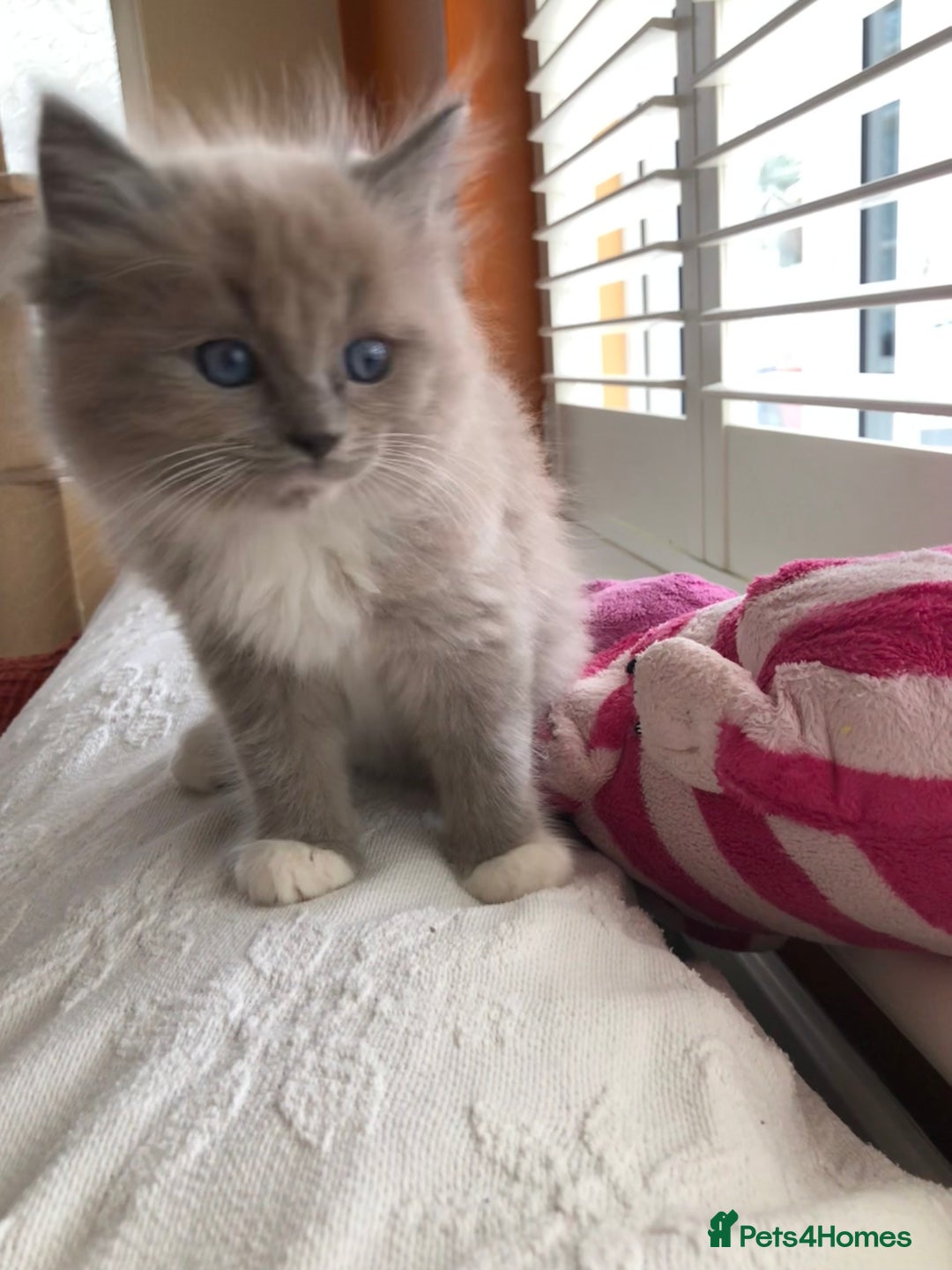 Ragdoll cats for sale: Tica reg Cherubim Ragdoll bonded siblings. Male.  - Advert 15