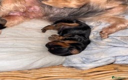 Yorkshire Terrier dogs for sale: Miniature yorkie - Advert 21