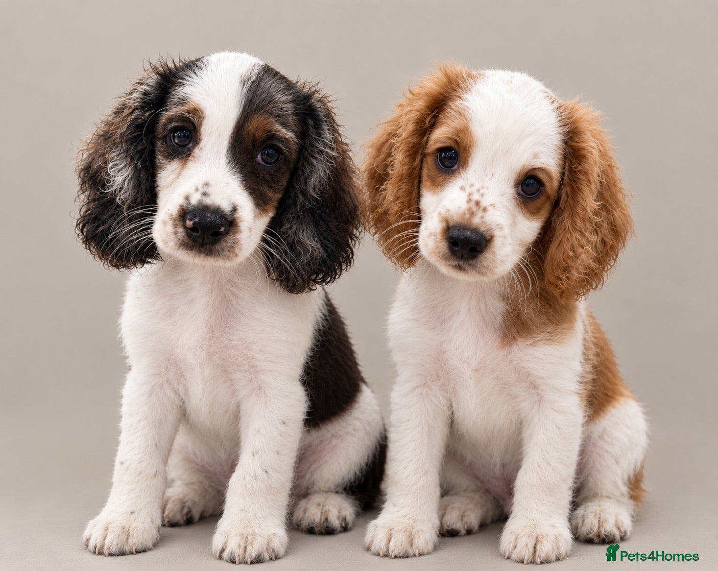 Mixed Breed dogs Cavapoo Puppies - Ready Now x3 boys Left - Advert 1