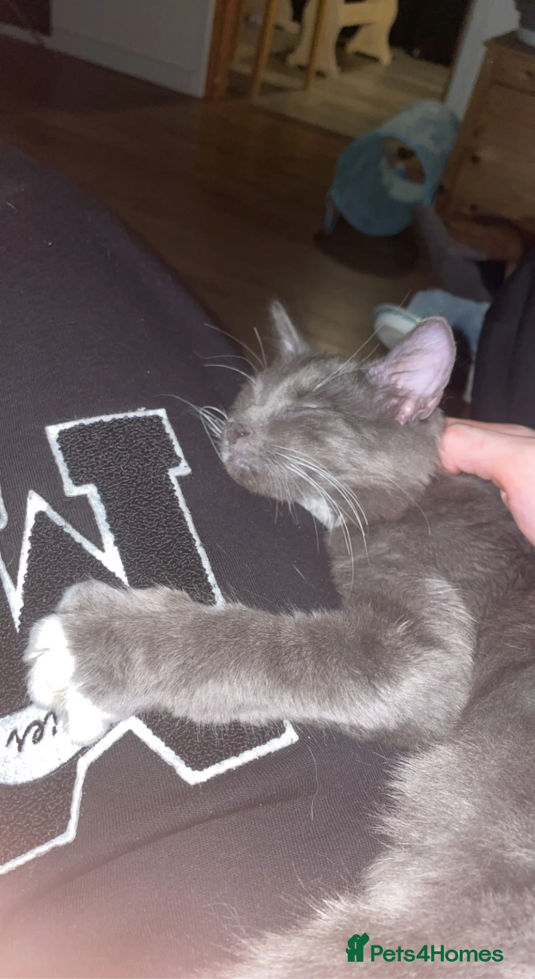 Mixed Breed cats for sale: FREE ADOPTION  - Advert 4