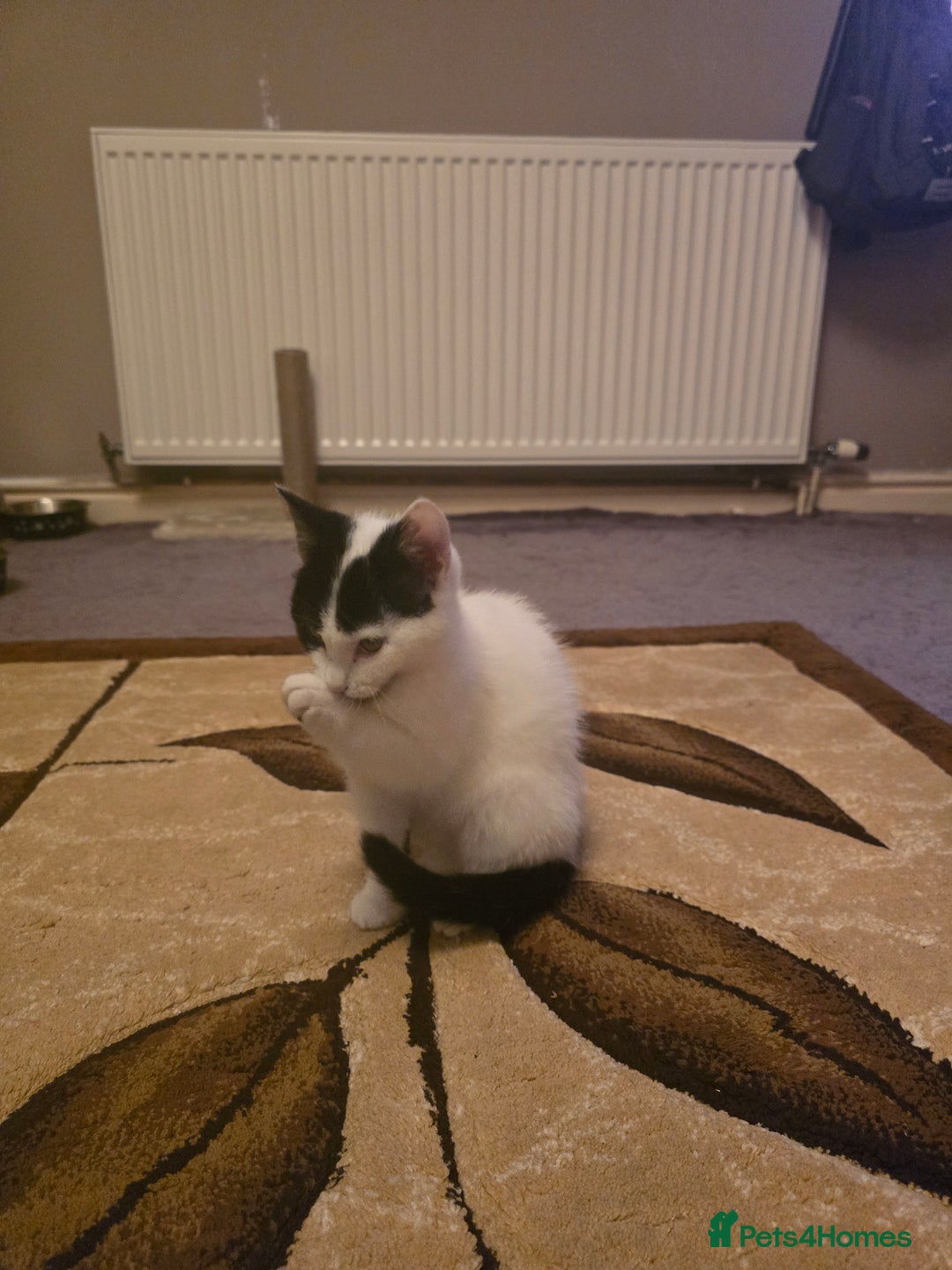 Domestic Shorthair cats for sale: Black and white Kitten come with  ** s  - Image 6