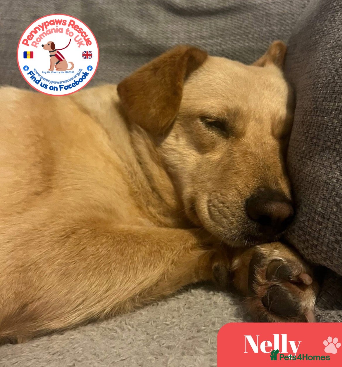 Mixed Breed dogs Nelly - Advert 3