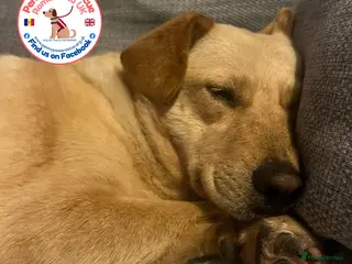 Mixed Breed dogs Nelly - Advert 3