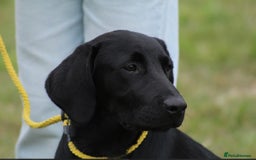 Labrador Retriever dogs for sale: Black lab  - Image 1