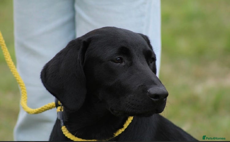 Labrador Retriever dogs - Advert 15