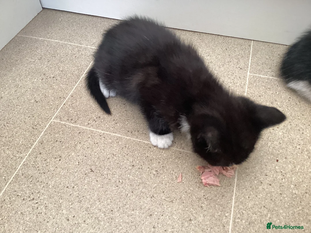 Mixed Breed cats for sale: 5 kittens for sale  - Advert 2