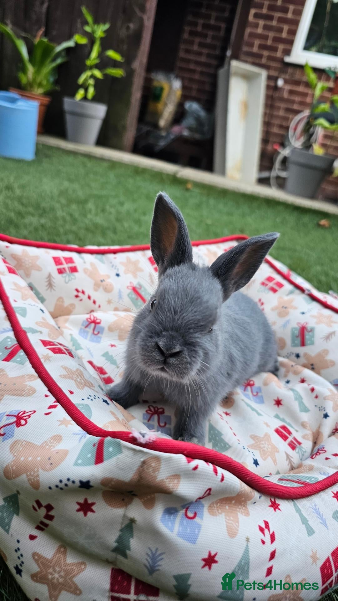 Netherland Dwarf rabbits Adorable Baby Rabbits for Sale – Beautiful Colours - Advert 3