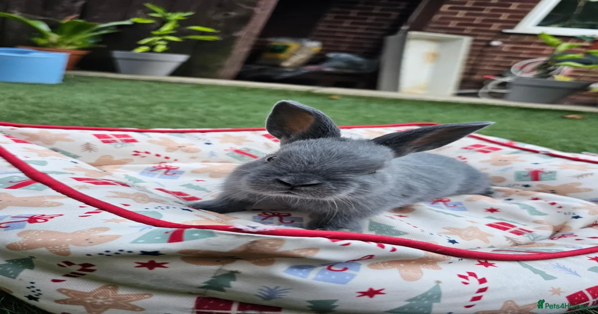 Dwarf Rabbits for Sale for sale | Pets4Homes