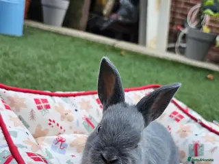 Netherland Dwarf rabbits Adorable Baby Rabbits for Sale – Beautiful Colours - Advert 3
