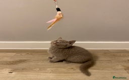 British Shorthair cats for sale: ✨beautiful lilac male British shorthair kitten✨ - Image 5