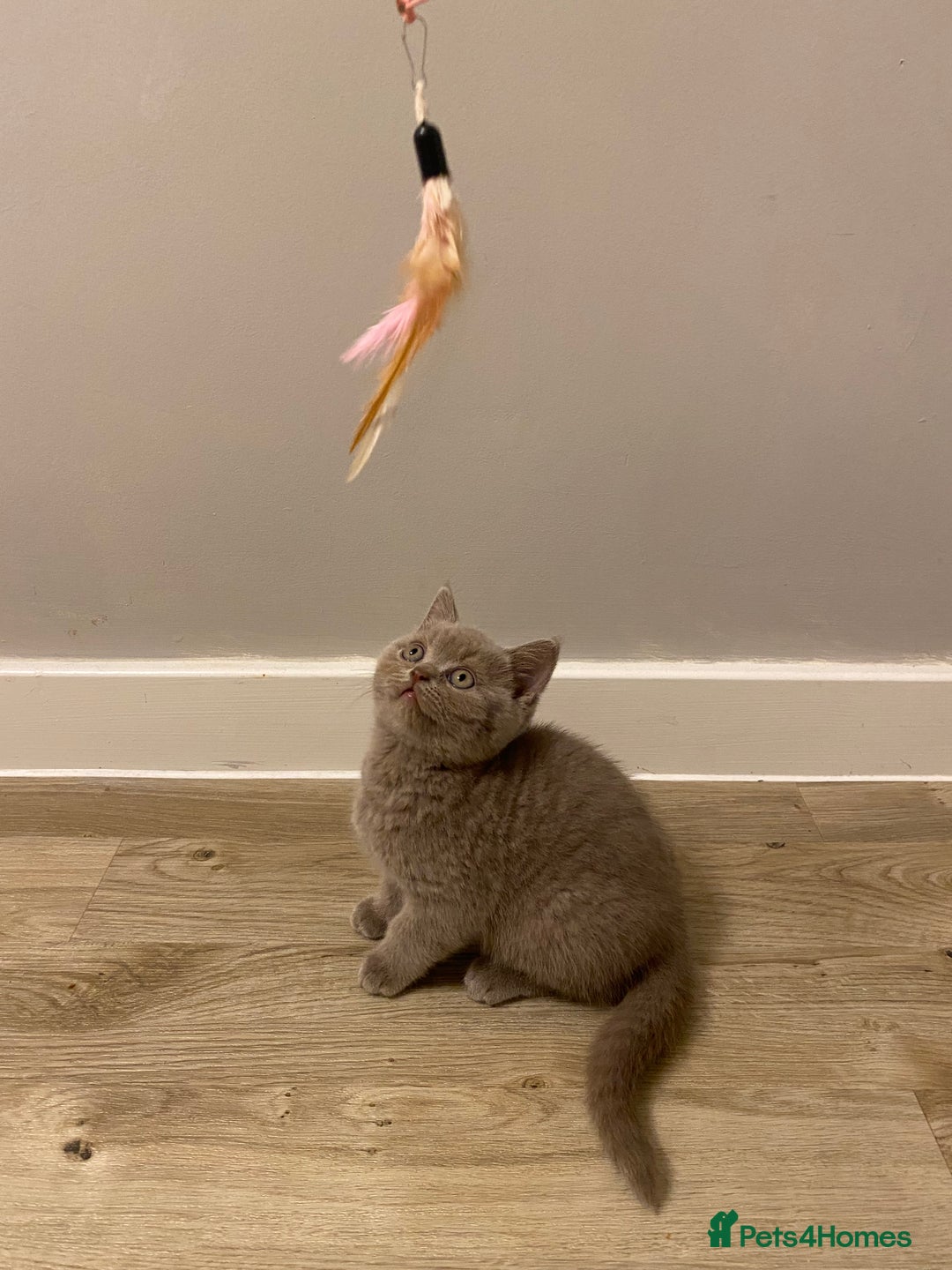 British Shorthair cats for sale: ✨beautiful lilac male British shorthair kitten✨ - Image 5