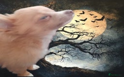 Chihuahua dogs for sale: Male Chihuahua puppy born on 22 April  - Image 2