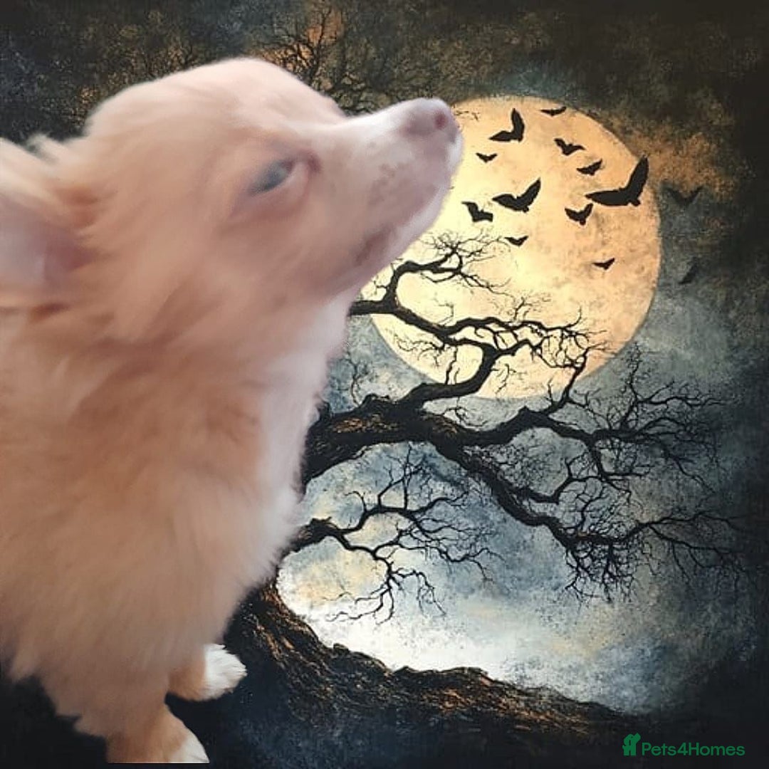 Chihuahua dogs for sale: Male Chihuahua puppy born on 22 April  - Image 2