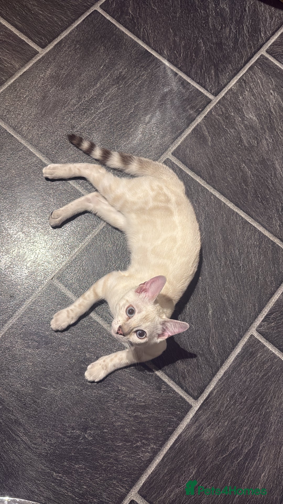 Bengal cats for sale: TICA registered bengal female kitten  - Image 6