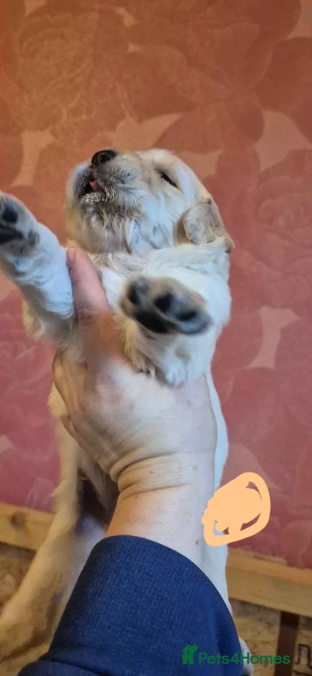 Golden Retriever dogs for sale: KC Registered Golden Retriever Glasgow  - Advert 6