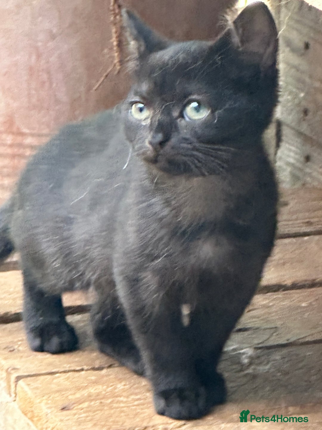 Mixed Breed cats for sale: British shorthair/Savannah cross kittens  - Advert 6