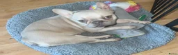 French Bulldog dogs for sale: Looking for a new home for the gorgeous Odyssey - Advert 6