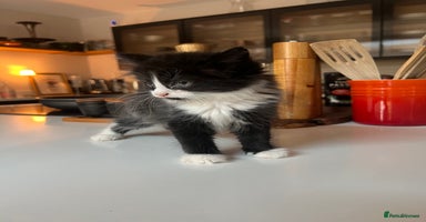 Mixed Breed cats - Advert 14