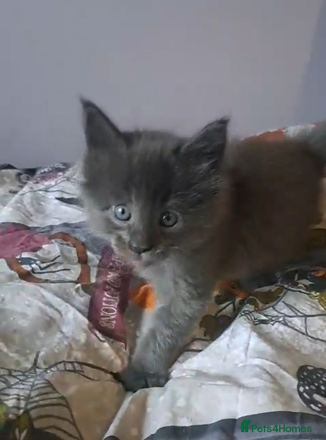 Maine Coon cats GCCF registered Blue  Maine coon litter  - Advert 6