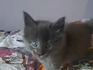 Maine Coon cats GCCF registered Blue Maine coon litter - Advert 6