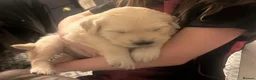 Golden Retriever dogs for sale: Three week old Pedigree Golden Retriever puppy - Advert 8