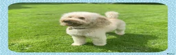 Miniature Poodle dogs for stud: KC Apricot Miniature Poodle STUD in Christchurch - Advert 3