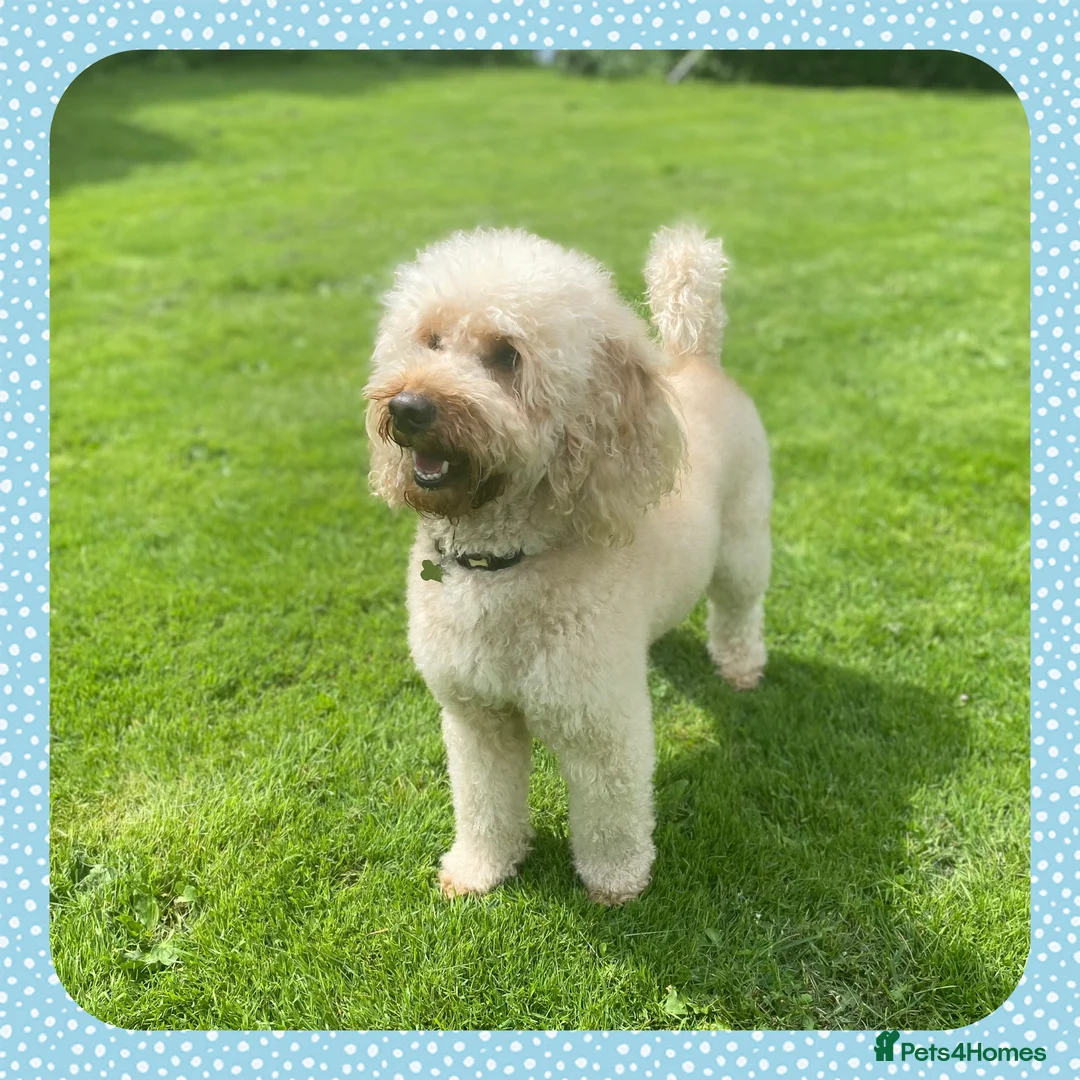 Miniature Poodle dogs for stud: KC Apricot Miniature Poodle STUD in Christchurch - Advert 3