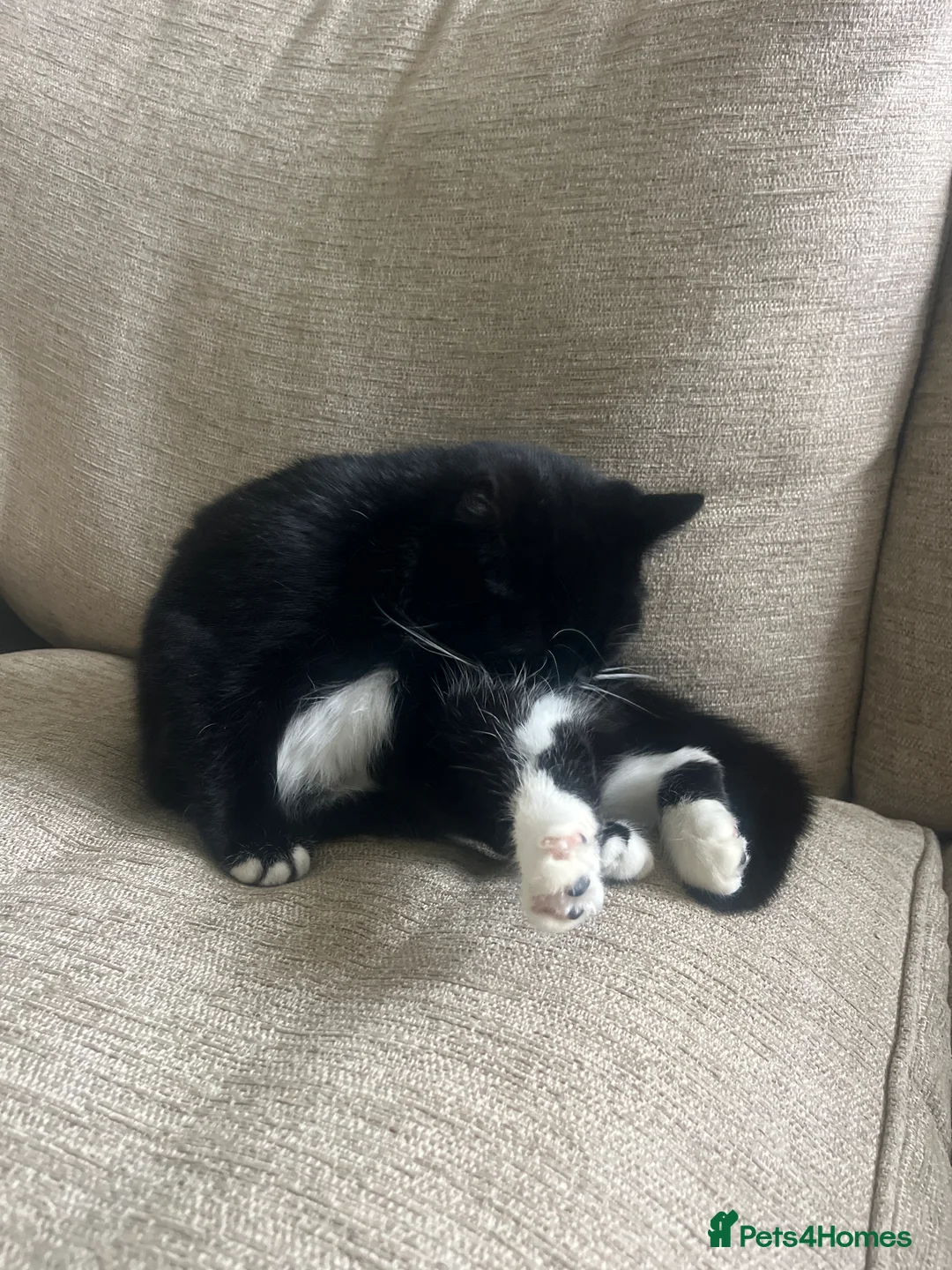 British Shorthair cats for sale: Black and White Female Cat  - Advert 2