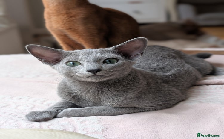 Russian Blue cats in Huddersfield - Advert 15