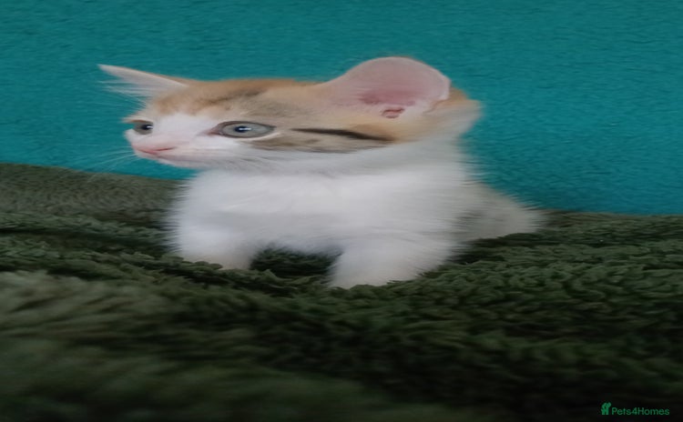 Mixed Breed cats - Advert 6