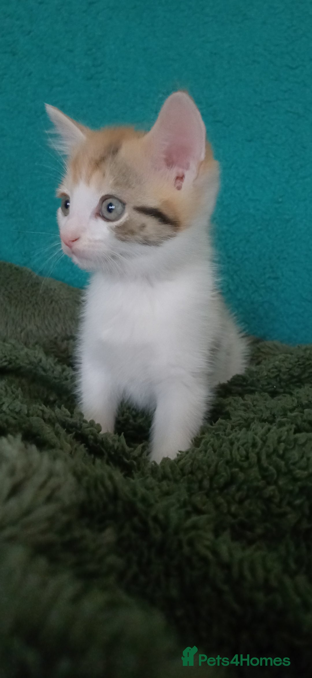 Mixed Breed cats for sale: Kittens ready for homes - Image 1