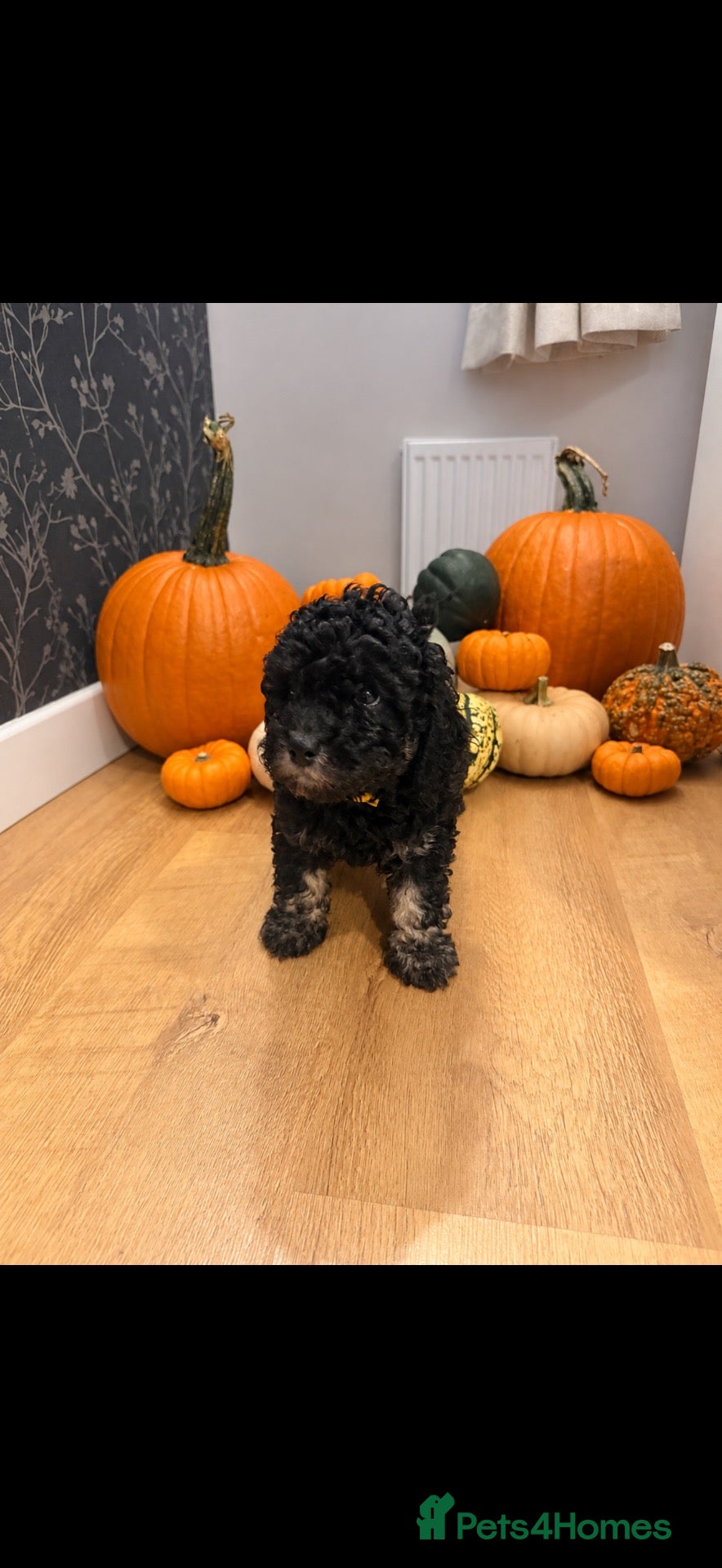 Cockapoo dogs GORGEOUS F1B COCKAPOO PUPPIE AVAILABLE TO RESERVE - Advert 19