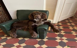 Cocker Spaniel dogs for stud: Working Cocker Spaniel for Stud - Image 3