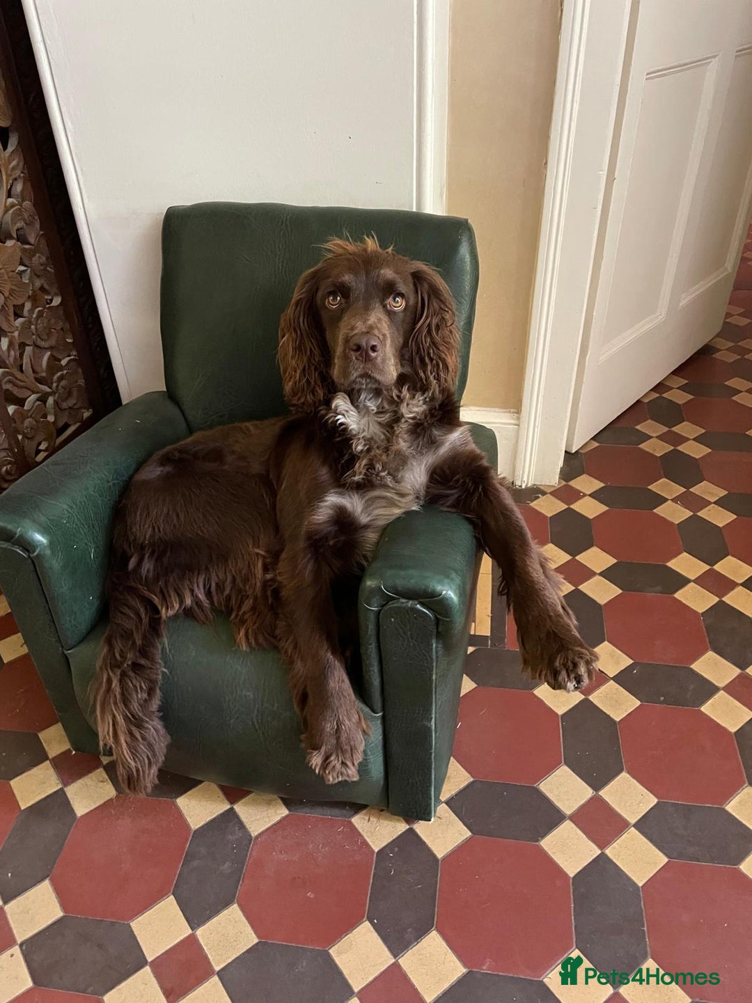 Cocker Spaniel dogs for stud: Working Cocker Spaniel for Stud - Image 3