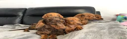 Dachshund dogs for sale: Dachshund Puppies - Advert 15