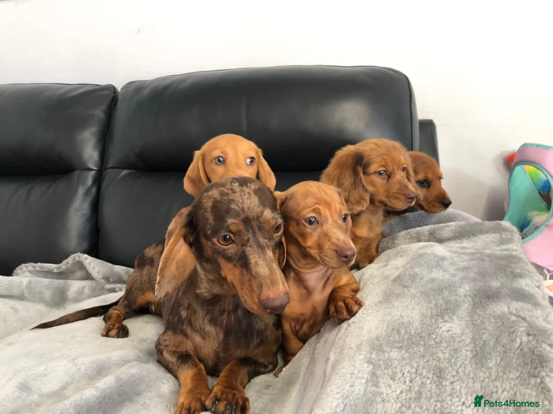 Dachshund dogs for sale: Dachshund Puppies - Advert 15