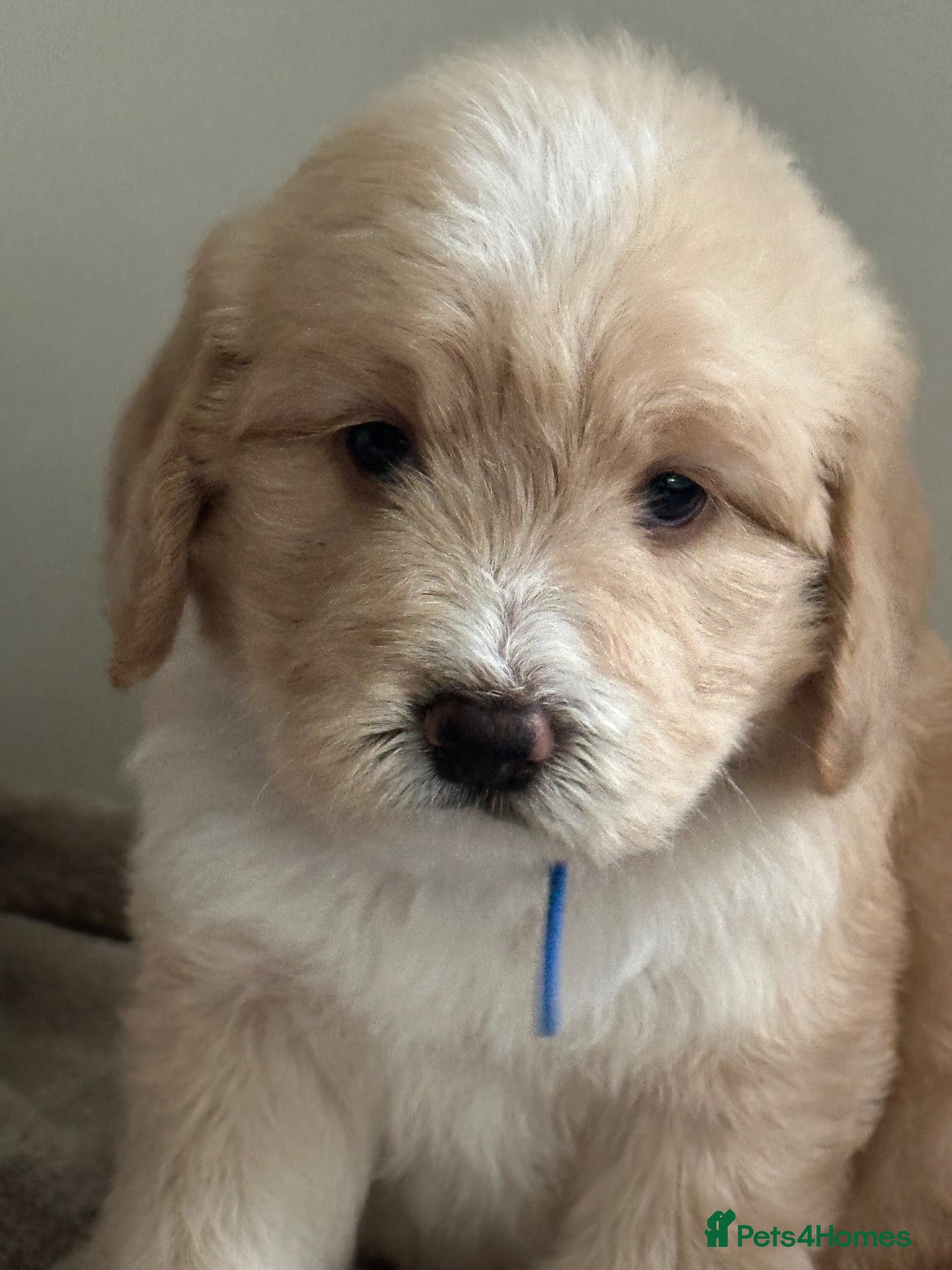 Mixed Breed dogs Unique sheepadoodle mix  - Advert 16