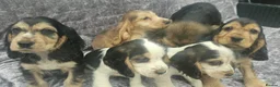 Cocker Spaniel dogs for sale: Show type cocker spaniel puppies stynning in Bolton - Advert 9
