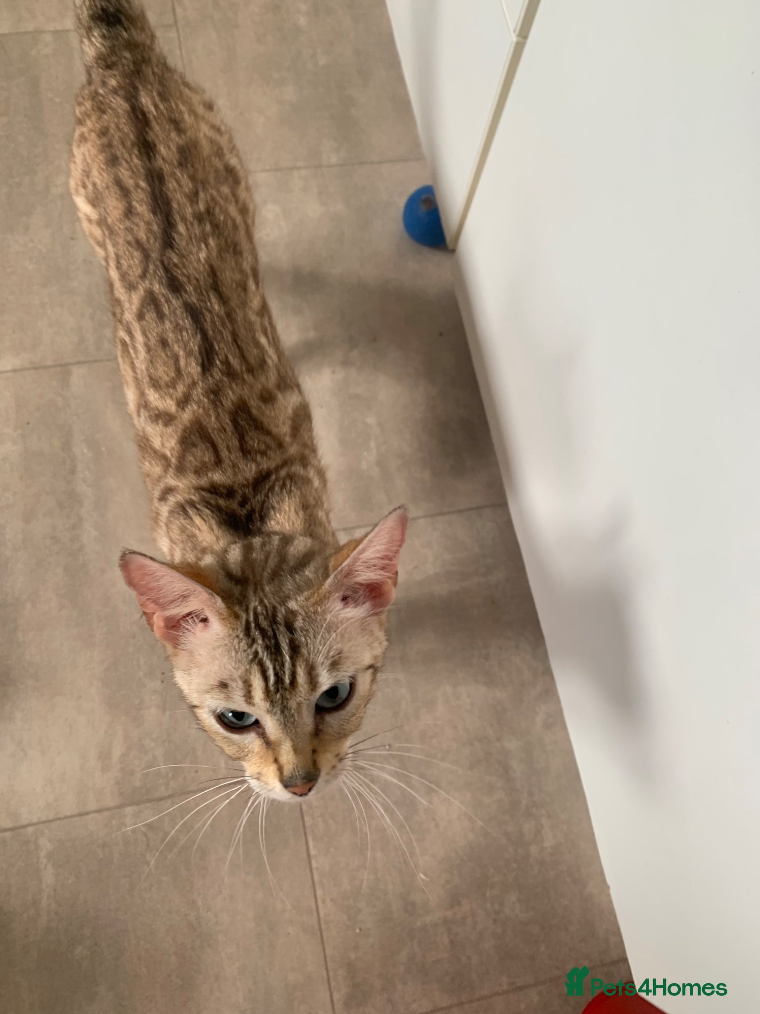 Mixed Breed cats Kittens bengal cross ordinary short hair  - Advert 2