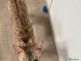 Mixed Breed cats Kittens bengal cross ordinary short hair - Advert 2