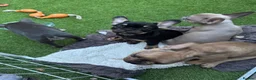 French Bulldog dogs for sale: 🐾Beautiful French Bulldog Puppies 🐾 - Advert 8