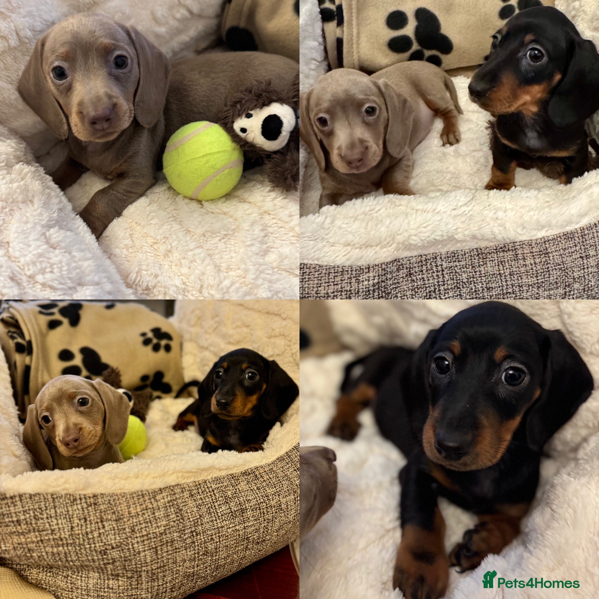 Miniature Dachshund dogs Miniature Dachshunds  - Advert 17
