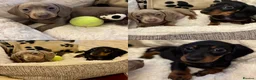 Miniature Dachshund dogs for sale: Miniature Dachshunds  - Advert 1