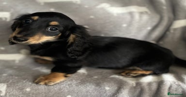 Miniature Dachshund dogs - Advert 11