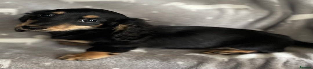 Miniature Dachshund Puppy 1