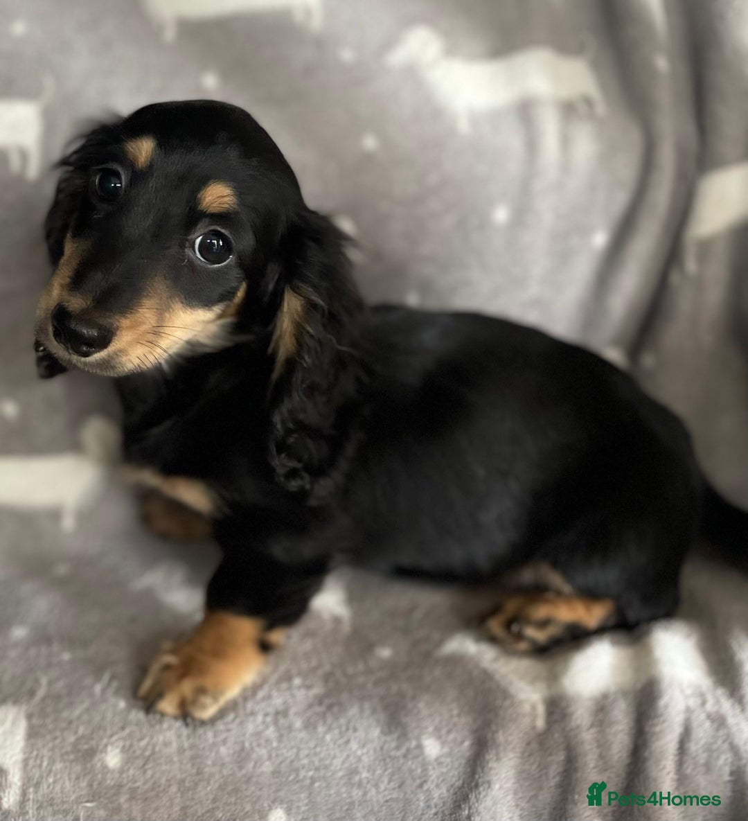 Miniature Dachshund dogs for sale: Miniature Longhaired Dachshunds - Image 2