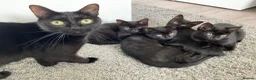 Mixed Breed cats for sale:  Kitten Born on  ** ’s Day ❤️ in Leeds - Advert 3