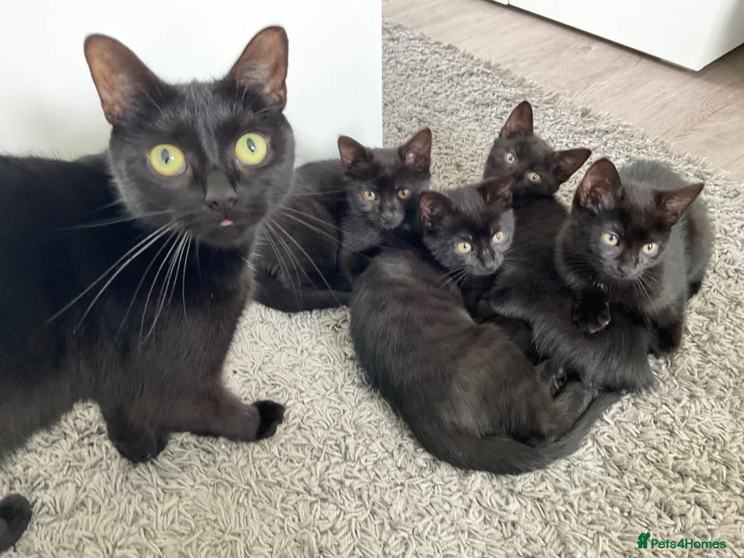 Mixed Breed cats for sale:  Kitten Born on  ** ’s Day ❤️ in Leeds - Advert 3