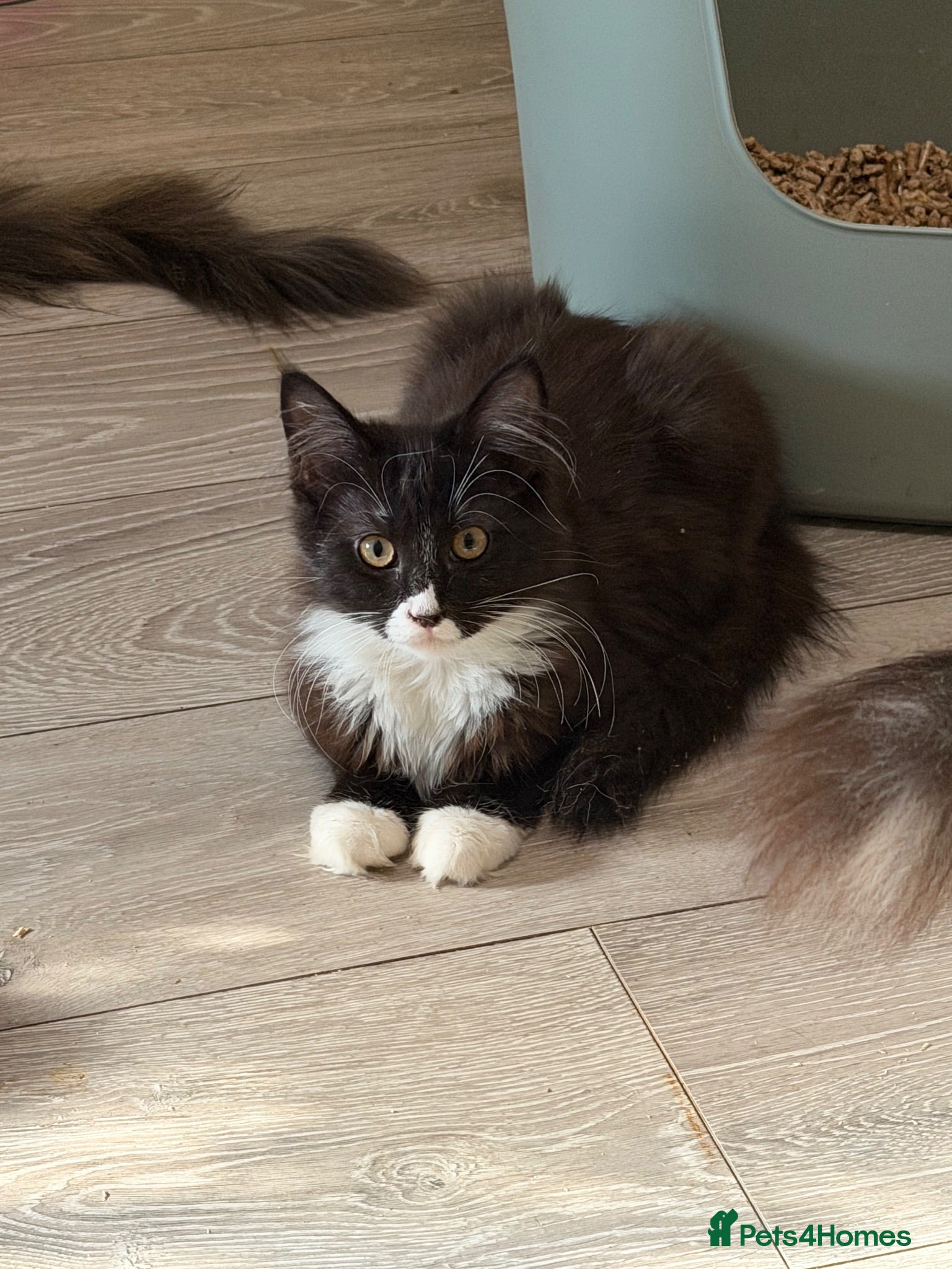 Maine Coon cats Maincoon X Ragdoll SALE - Advert 1